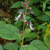 Coleus kanneliyensis L.H.Cramer & S. Balas.